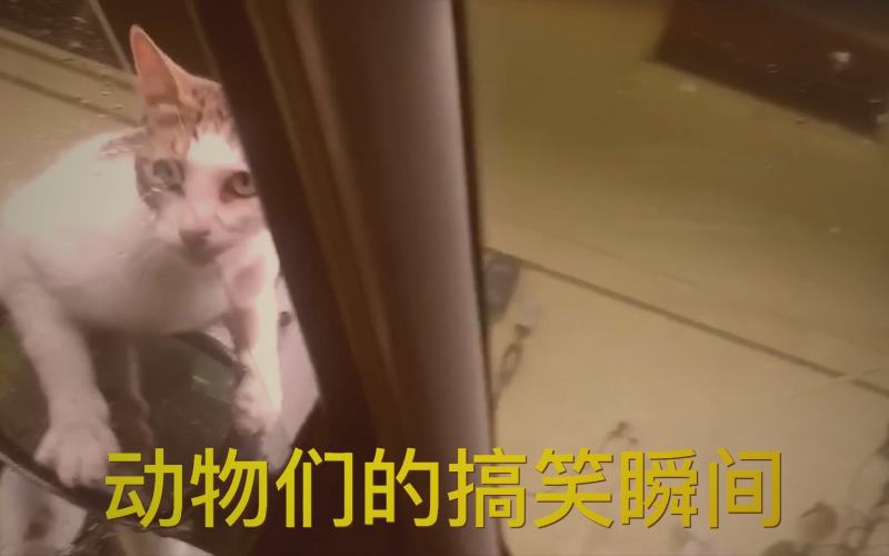 抖漫编辑专题搞笑漫画推荐封面图展示多部搞笑漫画角色夸张表情
