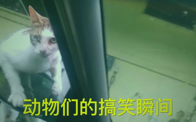 抖漫悬疑漫画多重人格烧脑谜题 内页展示 人格切换时的视觉特效