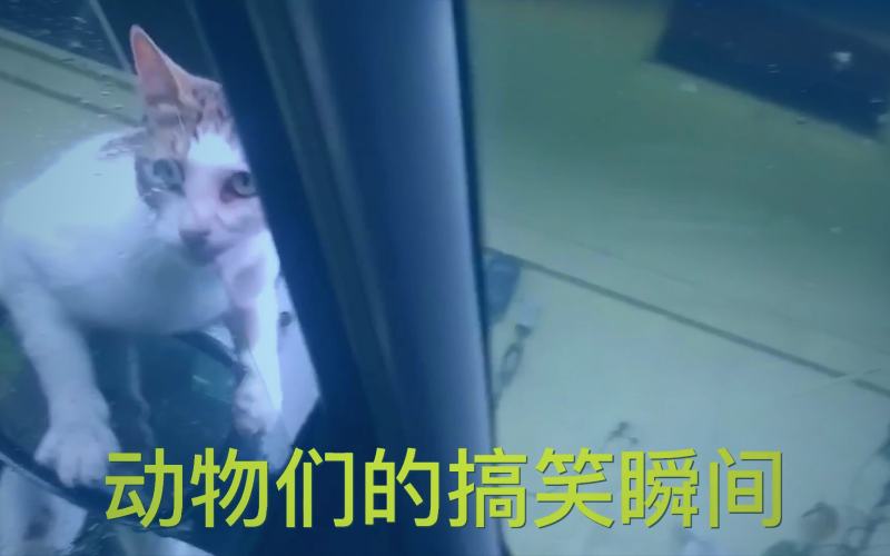 展示冷门漫画中独特的分镜设计，如不规则格子与留白运用